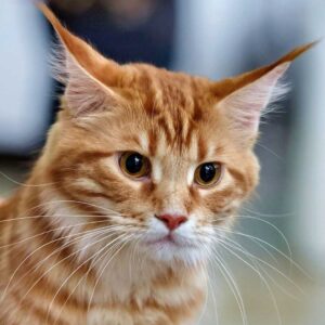 Photo, head and shoulders of a ginger cat