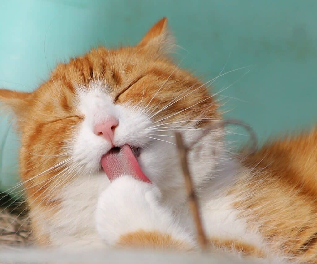 cat, pet, licking-323262.jpg