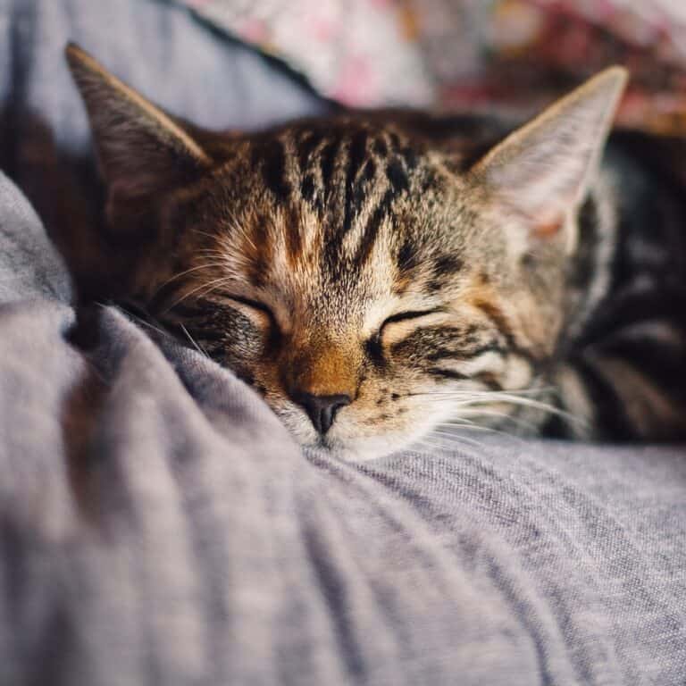 cat, pet, feline-4189697.jpg